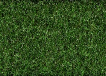 Breaking Records: Fulham FC’s Spiraling Net Worth and Financial Prosperity